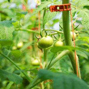 Фото как правильно подвязывать помидоры