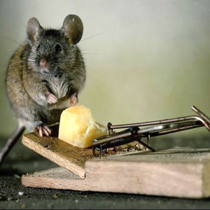 Foto Como pegar o mouse no apartamento