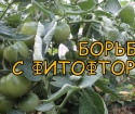 Fytopher på tomater i ett växthus - hur man kämpar?