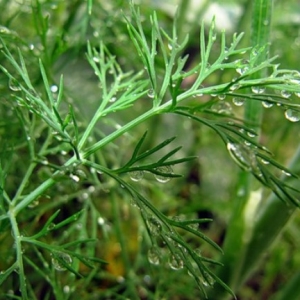 Photo How to grow dill in the country