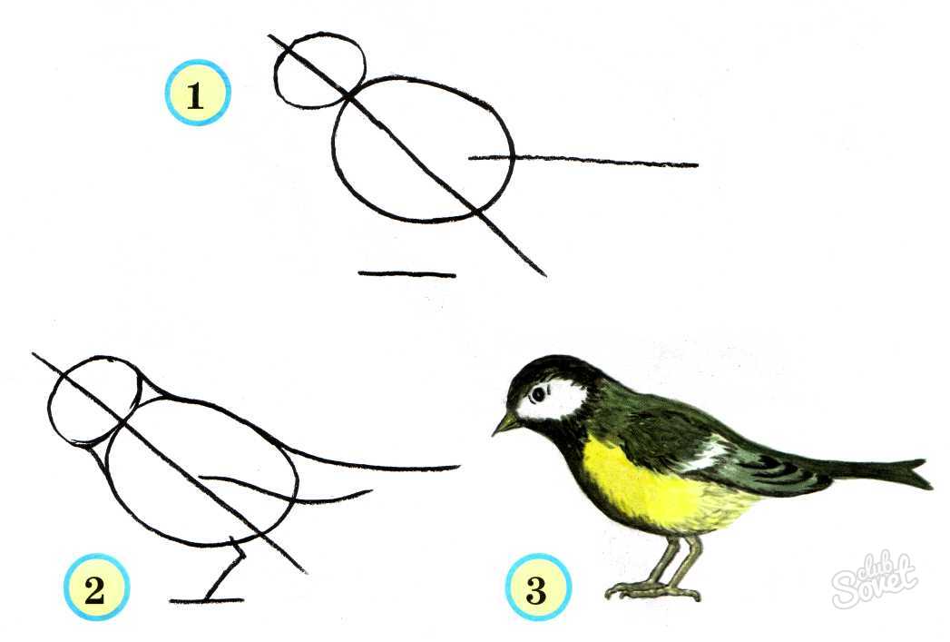 كيفية رسم الطيور