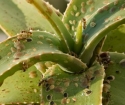 Shielding on indoor plants - how to deal