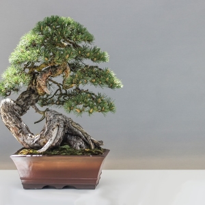 Foto hur man gör bonsai