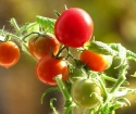 Come coltivare i pomodori sul balcone