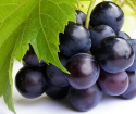 Kako raste grozdje