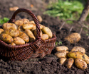 Como coletar a colheita de batatas
