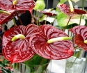 How to care for anthurium