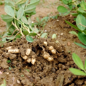 Photo how to plant peanuts