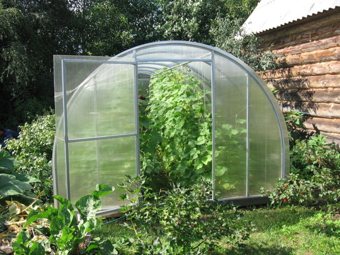Jak vytvořit okurky ve skleníku