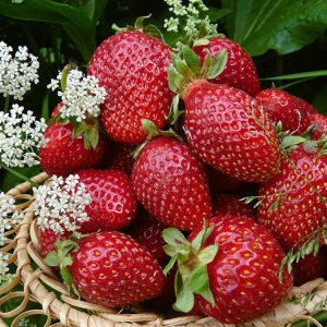 Decât fertilizați căpșuni în primăvară