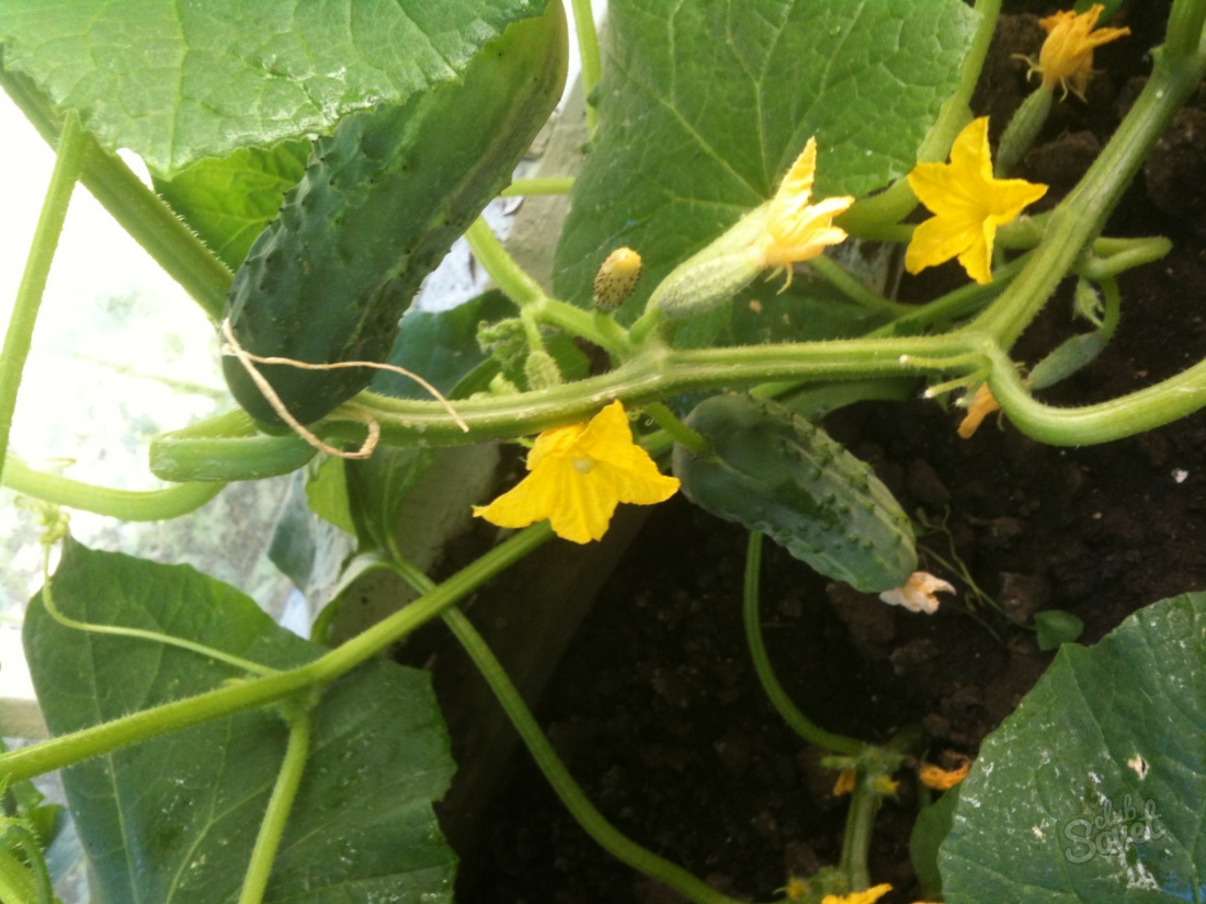 Как да се грижим за краставици в оранжерия