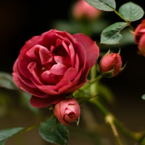 Як пересадити троянду