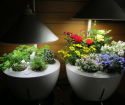 How to choose a lamp for seedlings