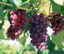 Come instillare l'uva