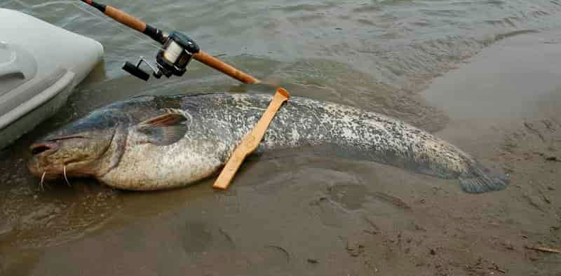 كيفية صيد سمك السلور على كوك؟