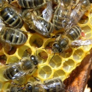 Photo how to take bee submor
