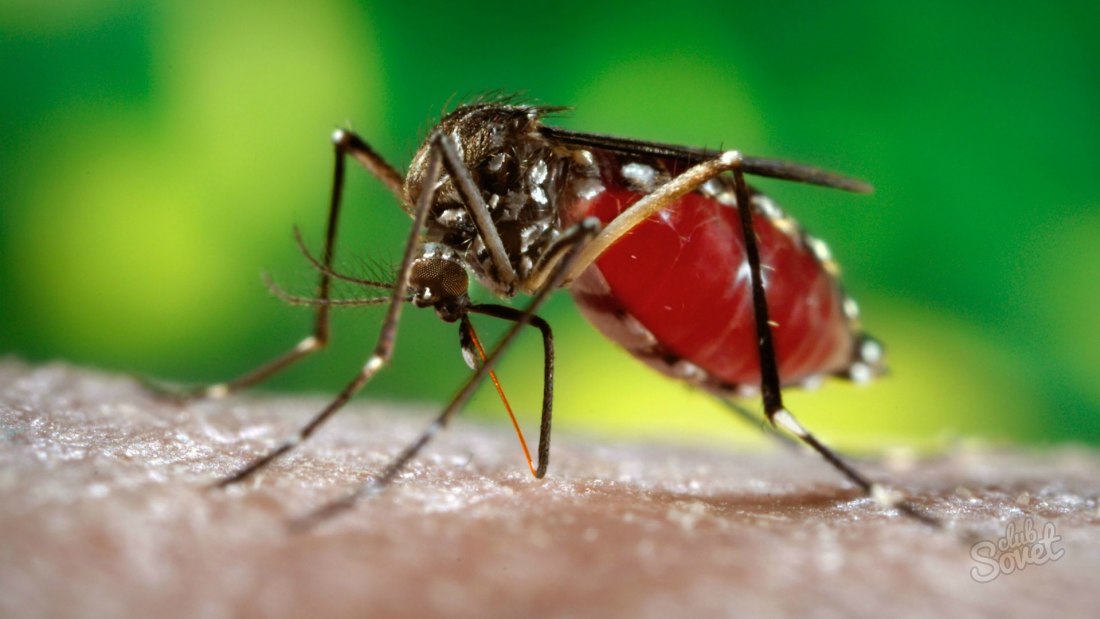 Как да избегнем ухапване от комари