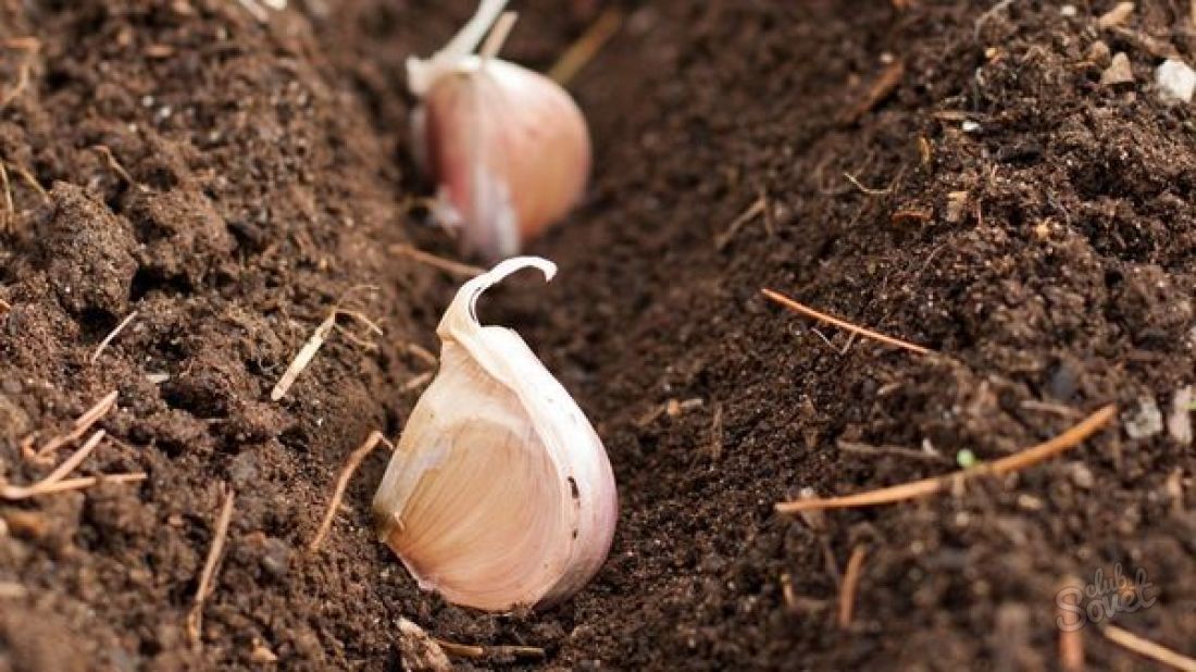 How to put garlic in the fall in open ground