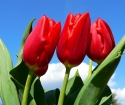 Come prendersi cura di tulipani