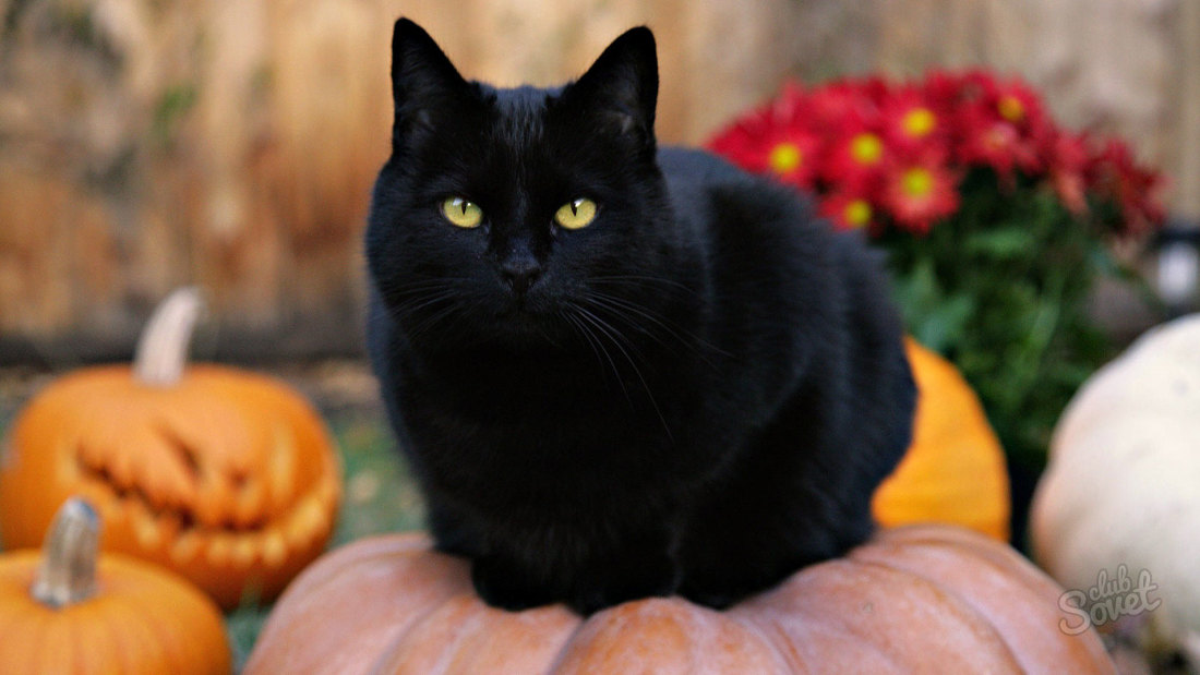 Warum träumt eine schwarze Katze?