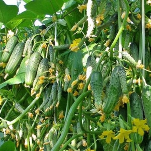 How to accelerate the growth of cucumbers