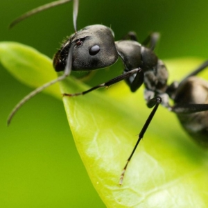 Myror i trädgården, hur man blir av med