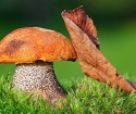 Как вырастить белый гриб на даче