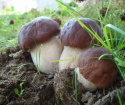 Jak pěstovat bílé houby
