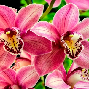 Jak rostoucí orchidej