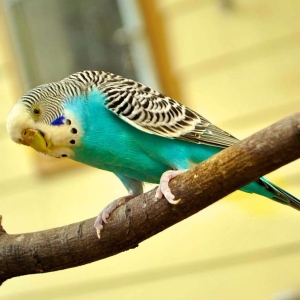 Foto quantos papagaios ondulados vivem em casa