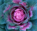 How to plant a red cabbage