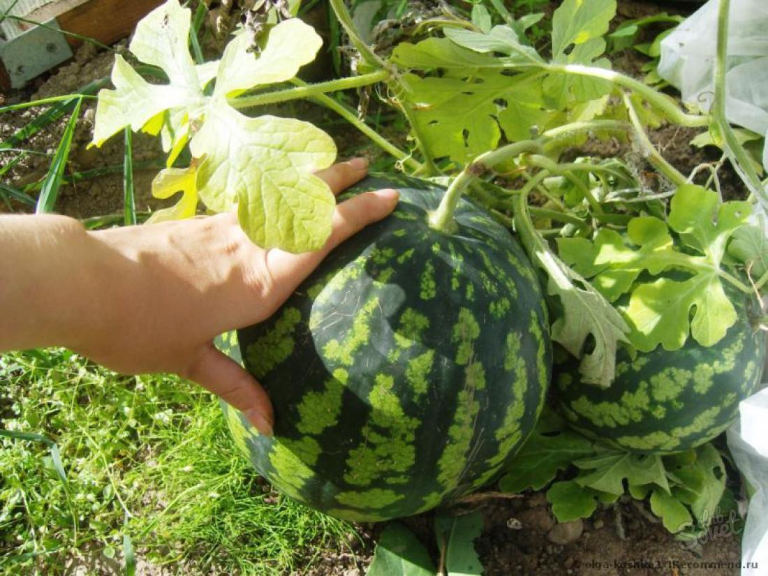 Kako posaditi lubenice na sadnice