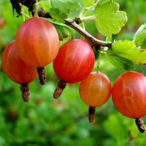 Как да се грижим за цариградско грозде