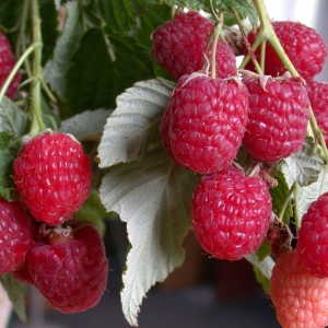 How to plant a raspberry tree