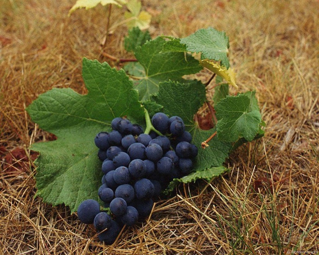 Як вирізати виноград влітку від непотрібних пагонів