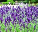 How to grow lavender in the country