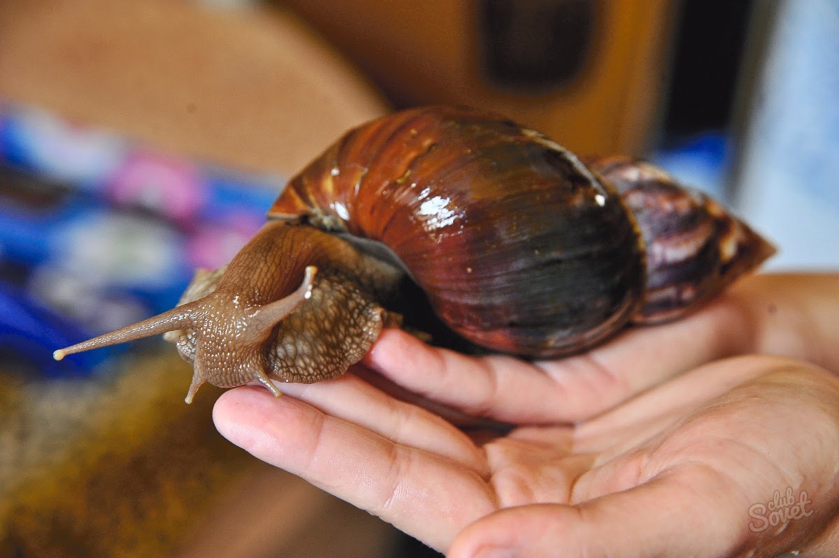 Snail mucus how to use