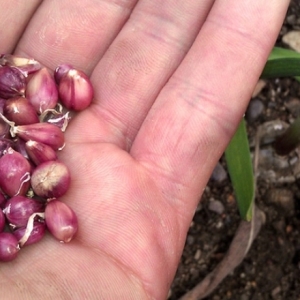 Photo How to plant garlic in the spring