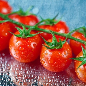 Stok foto cara menanam tomat di tanah terbuka