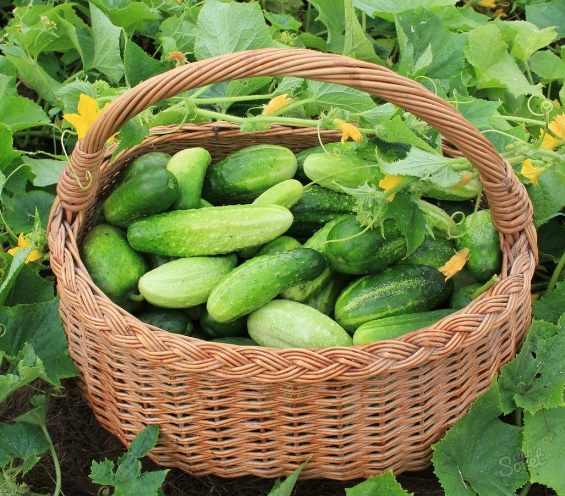 Root rot cucumbers how to deal