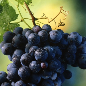 Como cultivar uvas de estacas