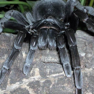 Снимка, какви мечти големи черни паяци