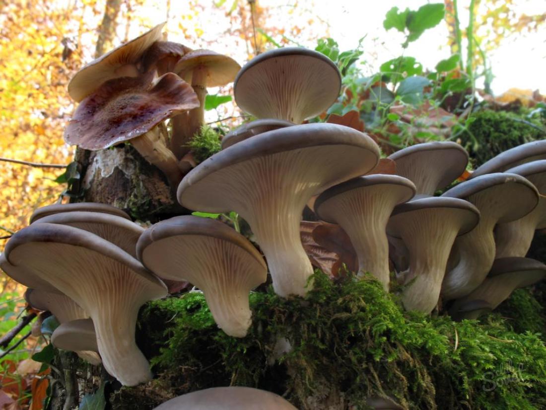 How to grow oysteries in the forest