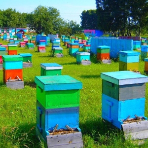 Jak udělat past pro včely