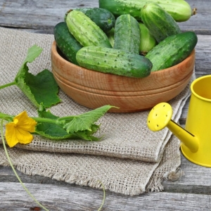 How to water the cucumbers in the open soil