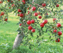 How to instill an apple tree