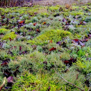 Исландский мох – лечебные свойства и противопоказания