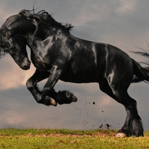 К чему снится конь черный?
