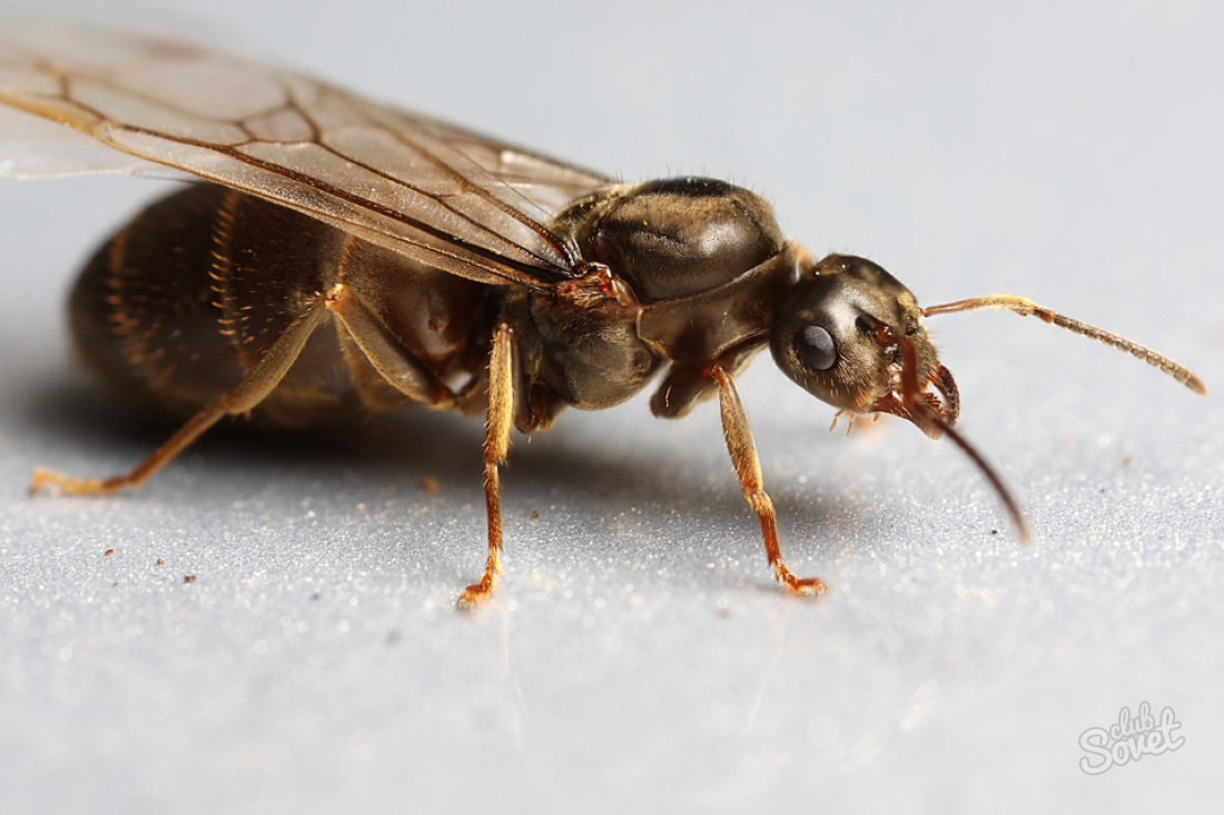 Как да се отървем от мравки летливи
