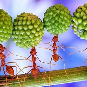 Foto Come sbarazzarsi delle case dalle formiche